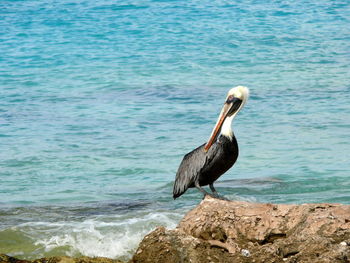 Pelican perching on rock against river during sunny day