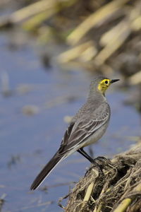 A immature citrine wagtail in first winter plumage