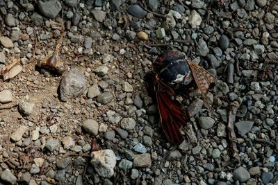 High angle view of butterfly on rock