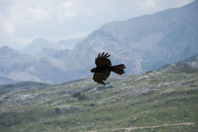 Bird flying over mountain range