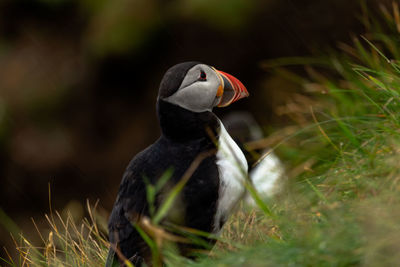 Close-up of duck on field