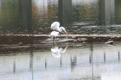 White bird on a lake