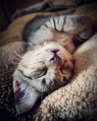 Close-up of cat sleeping