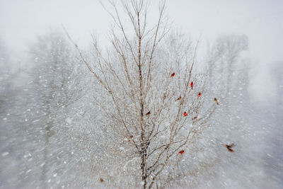 Frozen plant on land against sky