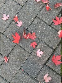 High angle view of maple leaves on footpath