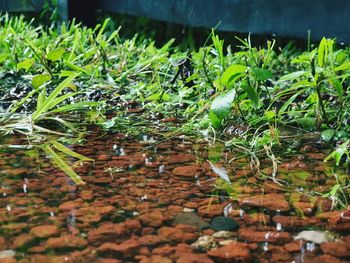Close-up of plants growing on land