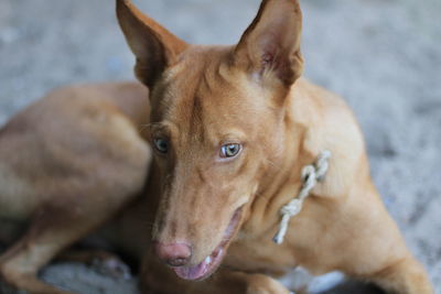 Close-up portrait of dog