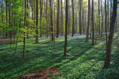 Trees and plants growing in forest