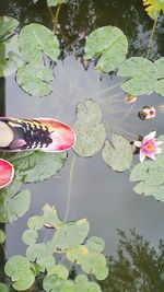 High angle view of lotus water lily in pond