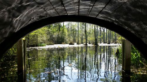 Reflection of trees in water