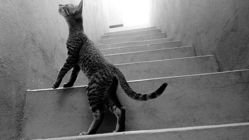 High angle view of lizard on steps