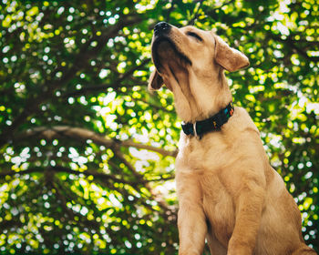 Low angle view of a dog against trees