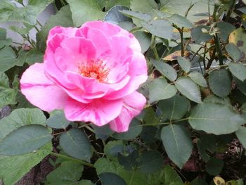 Close-up of pink rose blooming outdoors