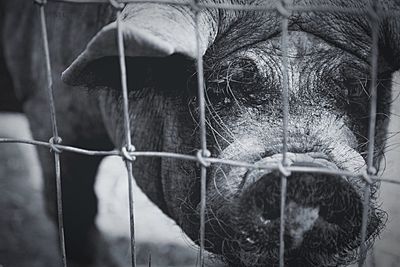 Close-up of objects in cage