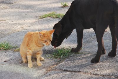 View of two cats on road