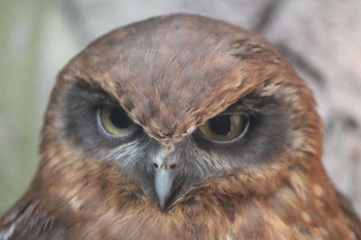 Close-up portrait of owl