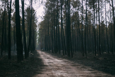 View of trees in forest