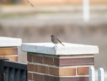 Close-up of bird perching on retaining wall