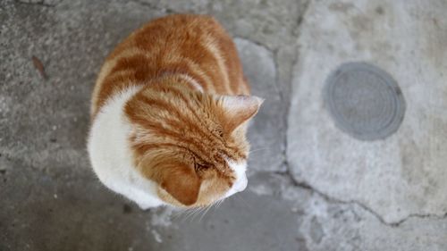 High angle view of a cat