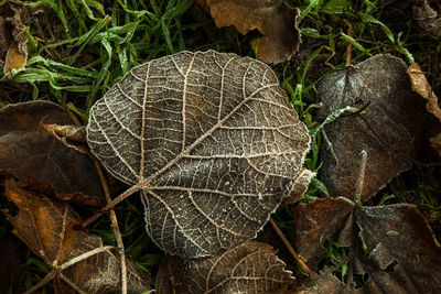 High angle view of dry leaves on land