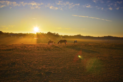 View of horses on field during sunset