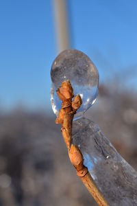 Close-up of plant against blue sky