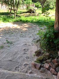 Scenic view of rocks in forest