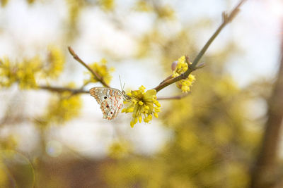 A gentle butterfly on a bright warm spring morning.