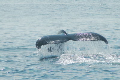 Whale swimming in sea