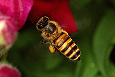 Close-up of insect on flower