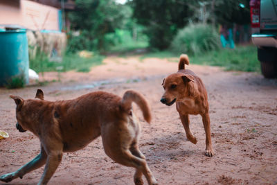 Dogs on field