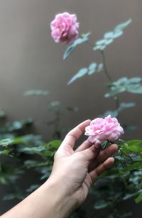 Close-up of hand holding pink flowering plant