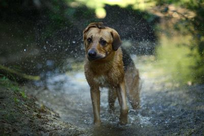 Dog in water