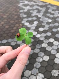 High angle view of hand holding small leaf