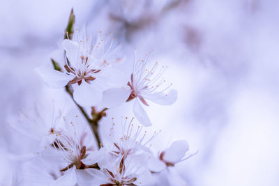 Close-up of white flowers