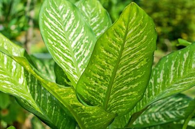 Close-up of wet leaf