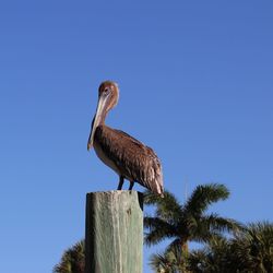 Low angle view of eagle perching on tree against clear blue sky