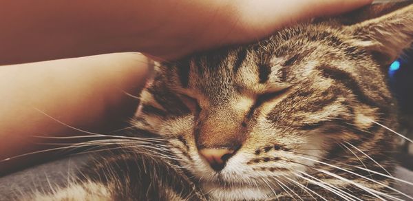 Close-up of cat sleeping