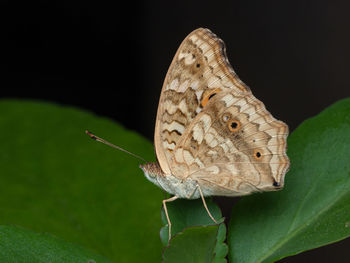 Close-up of butterfly on leaf