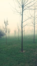 Trees on field against sky