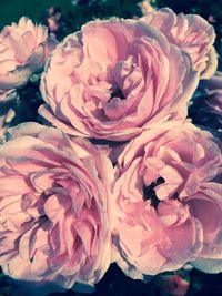 Close-up of rose bouquet