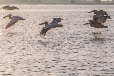 Seagulls flying over sea