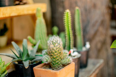 Close-up of succulent plant in pot