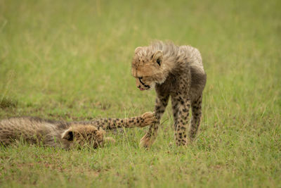 Close-up of cheetah cub lying pawing another