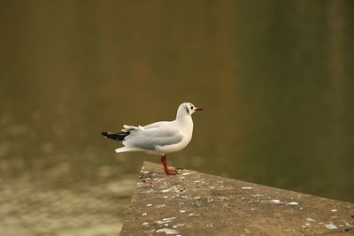 Seagull perching on a bird