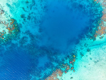 View of coral underwater