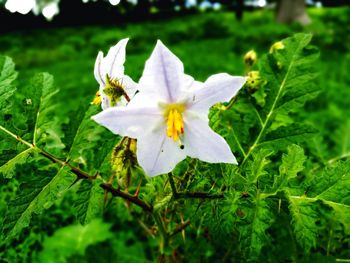 Close-up of white flower