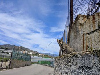 View of cat on wall against sky