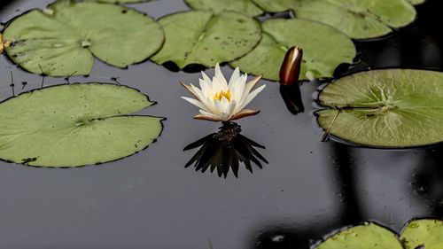 Close-up of lotus water lily in pond