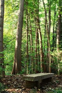 Trees in forest